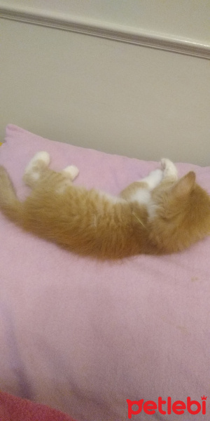 Sarman, Kedi  Kedi fotoğrafı