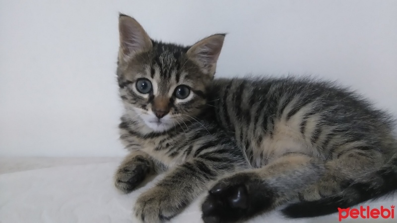 Tekir Kedi, Kedi  Marla fotoğrafı