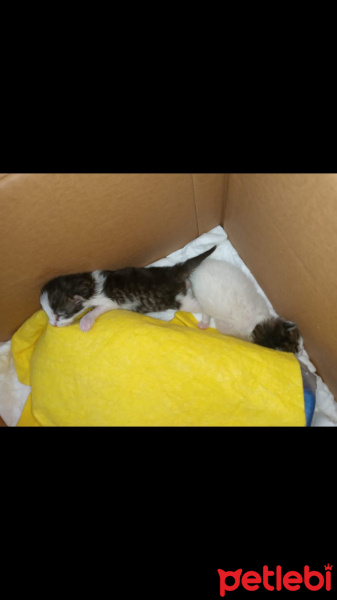 Tekir Kedi, Kedi  Minnoşlar fotoğrafı