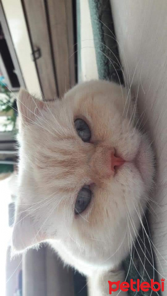 Scottish Fold, Kedi  Bosiboon fotoğrafı