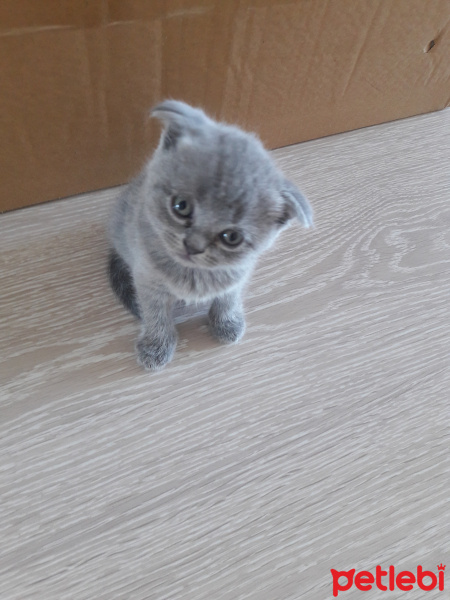 Scottish Fold, Kedi  Minik patiler fotoğrafı