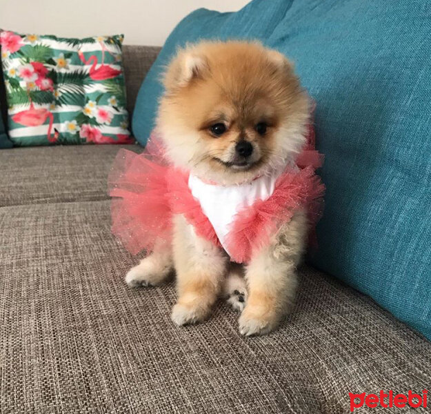 Pomeranyalı, Köpek  Venüs fotoğrafı