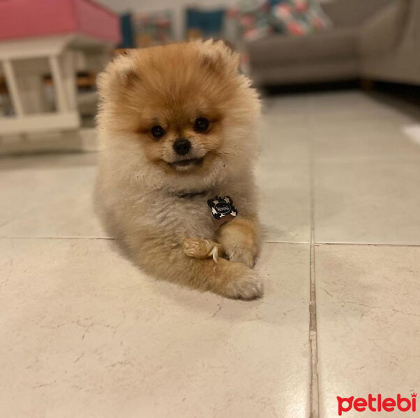 Pomeranyalı, Köpek  Venüs fotoğrafı