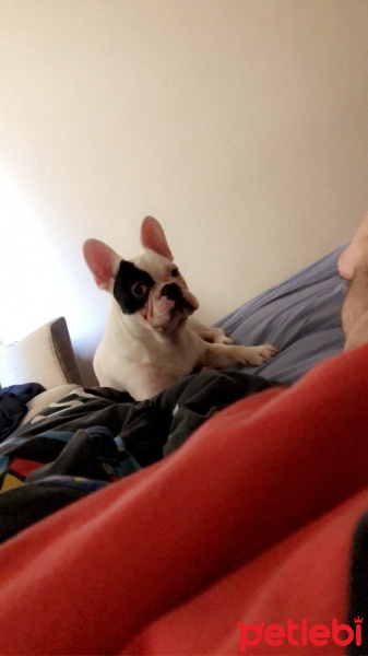 Boston Terrier, Köpek  pablo fotoğrafı