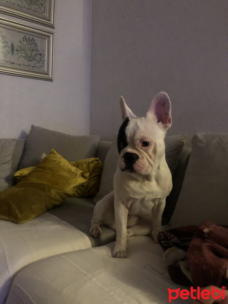 Boston Terrier, Köpek  pablo fotoğrafı
