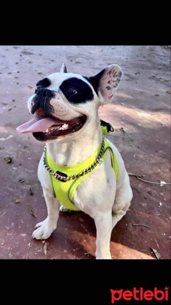 Fransız Bulldog, Köpek  Pablo fotoğrafı