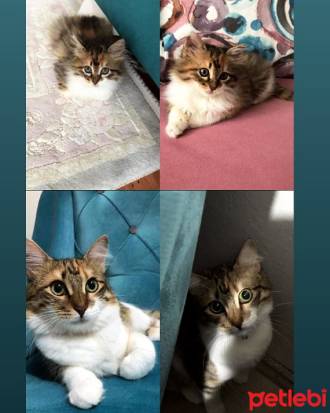 Tekir Kedi, Kedi  Leblebi fotoğrafı