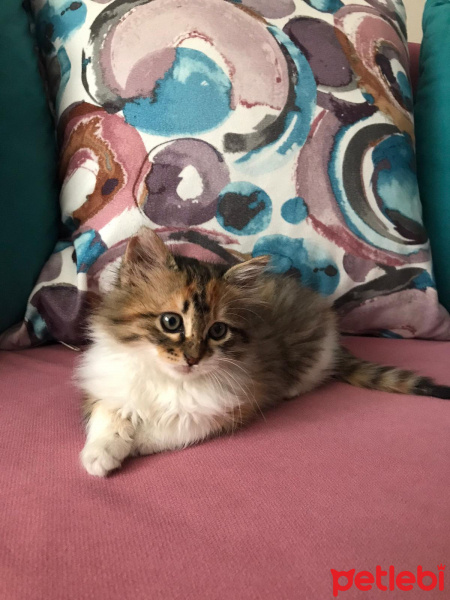 Tekir Kedi, Kedi  Leblebi fotoğrafı