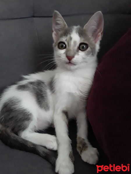Tekir Kedi, Kedi  Sütlaç fotoğrafı