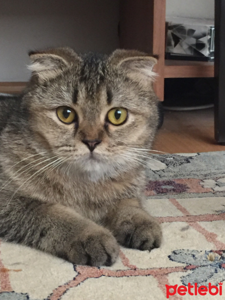 British Shorthair, Kedi  Şila fotoğrafı