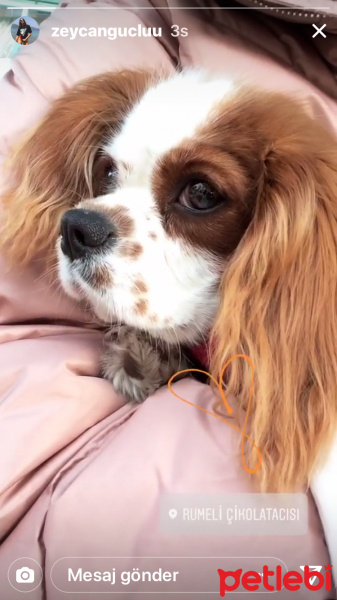 Cavalier King Charles Spanieli, Köpek  seker fotoğrafı