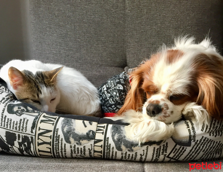 Cavalier King Charles Spanieli, Köpek  seker fotoğrafı