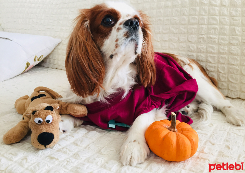 Cavalier King Charles Spanieli, Köpek  seker fotoğrafı