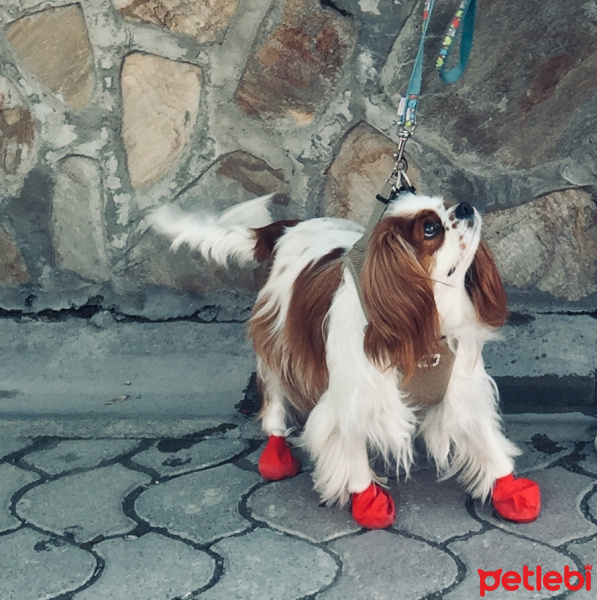 Cavalier King Charles Spanieli, Köpek  seker fotoğrafı
