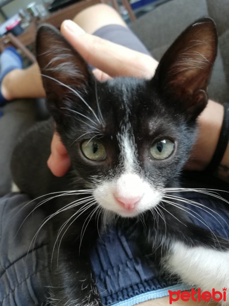 Tekir Kedi, Kedi  Zeus fotoğrafı