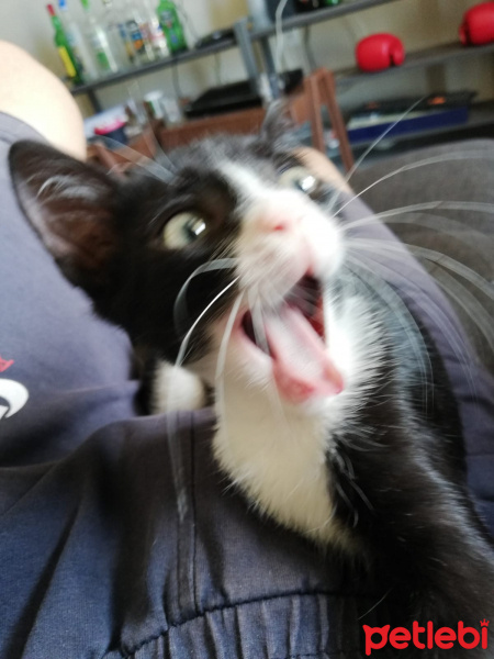 Tekir Kedi, Kedi  Zeus fotoğrafı