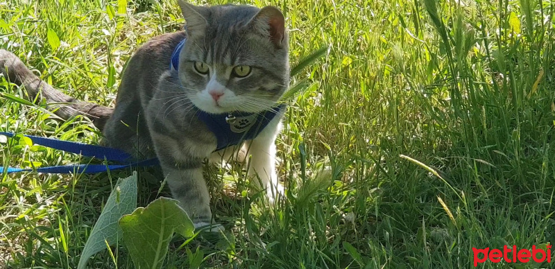 British Shorthair, Kedi  Anakin fotoğrafı