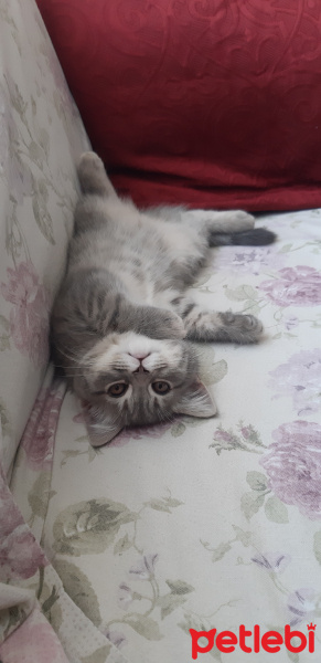 Tekir Kedi, Kedi  Kardelen fotoğrafı