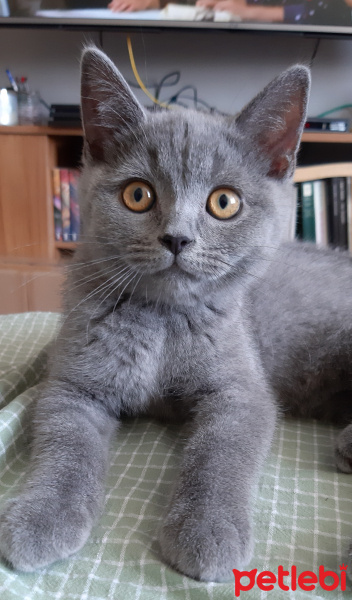 British Shorthair, Kedi  Cemoş fotoğrafı