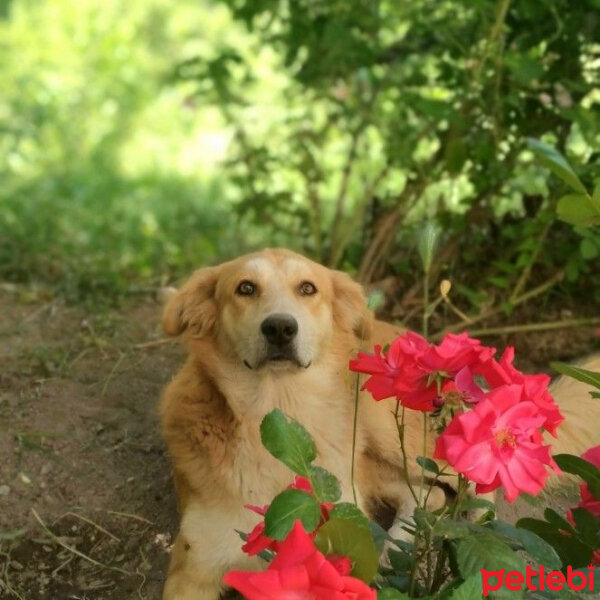 Golden Retriever, Köpek  Rocky fotoğrafı