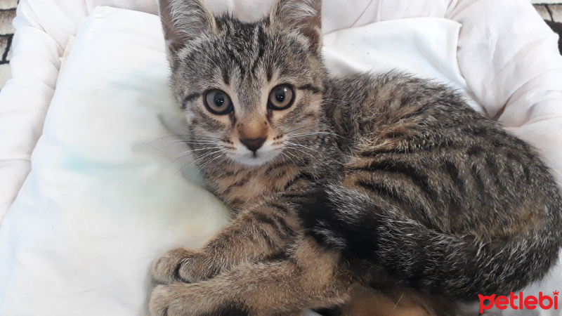 Tekir Kedi, Kedi  Ceku fotoğrafı