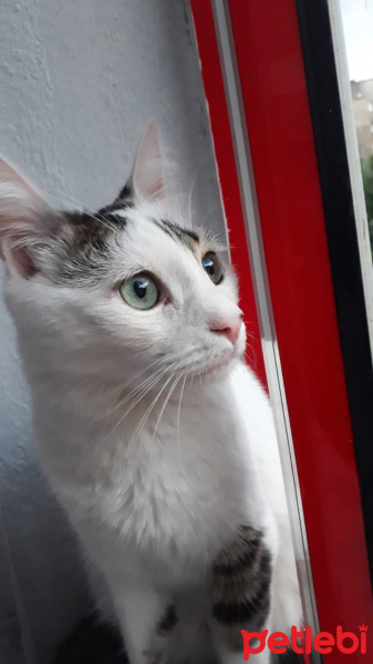 Tekir Kedi, Kedi  Deniz fotoğrafı