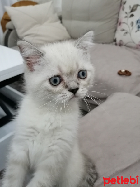 British Shorthair, Kedi  Atlas fotoğrafı