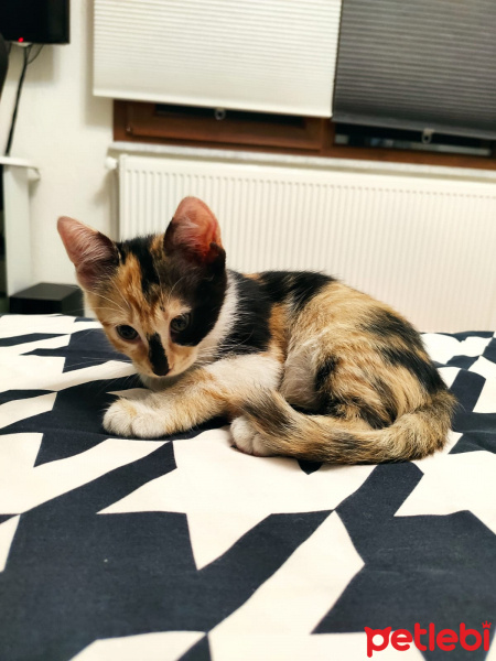 Sarman, Kedi  Pekmez fotoğrafı