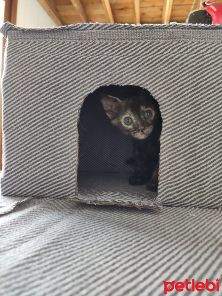 Tekir Kedi, Kedi  Hurma fotoğrafı