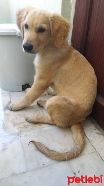 Golden Retriever, Köpek  Paşa fotoğrafı