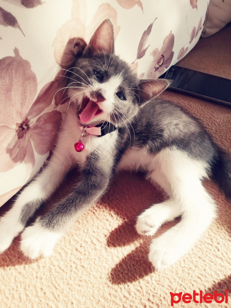 Tekir Kedi, Kedi  Luna fotoğrafı