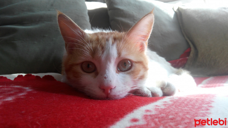 Sarman, Kedi  Eşref fotoğrafı