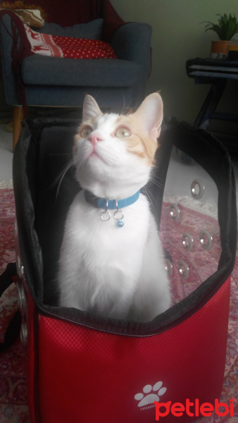 Sarman, Kedi  Eşref fotoğrafı