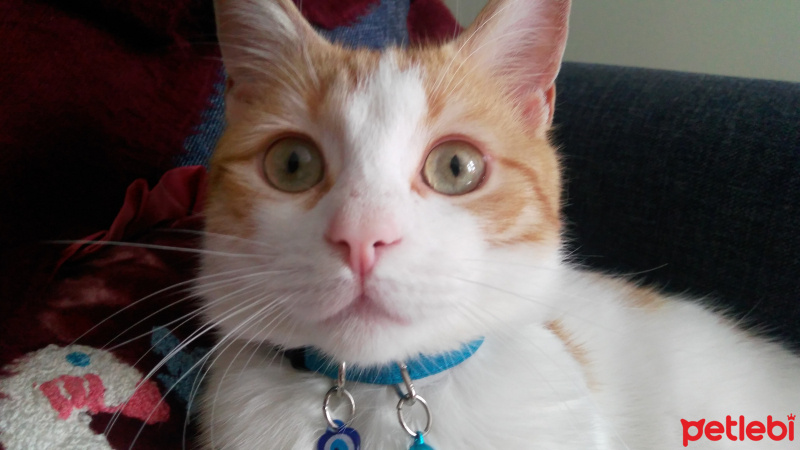 Sarman, Kedi  Eşref fotoğrafı