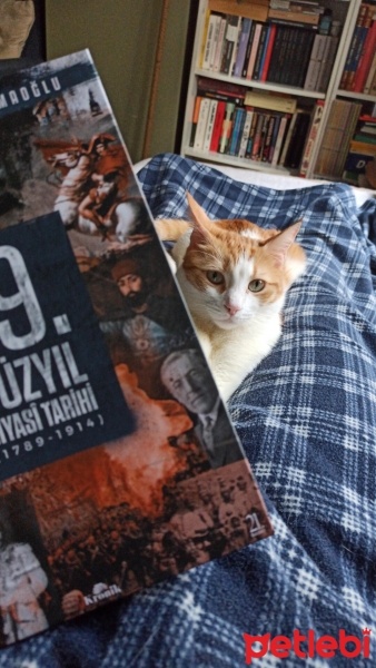 Sarman, Kedi  Eşref fotoğrafı