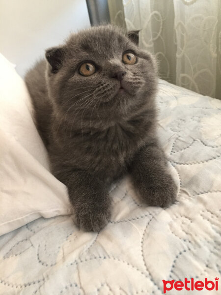 Scottish Fold, Kedi  Yoda fotoğrafı