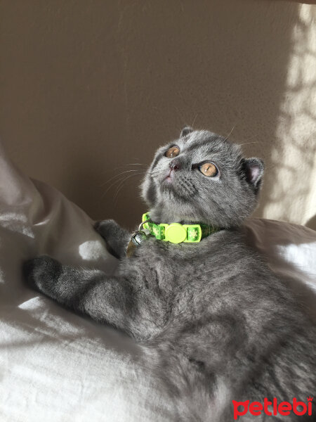 Scottish Fold, Kedi  Yoda fotoğrafı