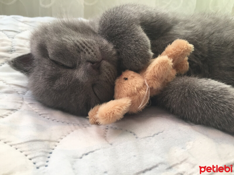 Scottish Fold, Kedi  Yoda fotoğrafı