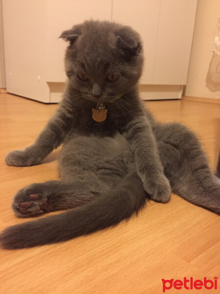 Scottish Fold, Kedi  Yoda fotoğrafı