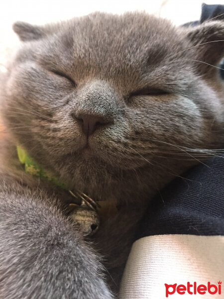 Scottish Fold, Kedi  Yoda fotoğrafı