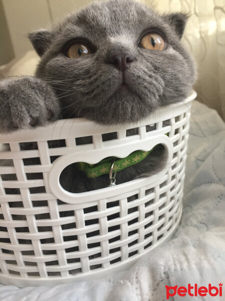 Scottish Fold, Kedi  Yoda fotoğrafı