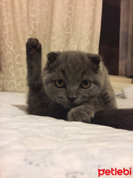 Scottish Fold, Kedi  Yoda fotoğrafı