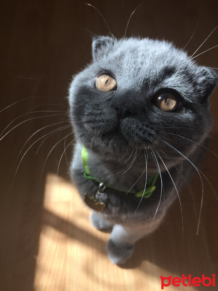 Scottish Fold, Kedi  Yoda fotoğrafı