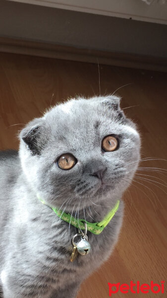 Scottish Fold, Kedi  Yoda fotoğrafı