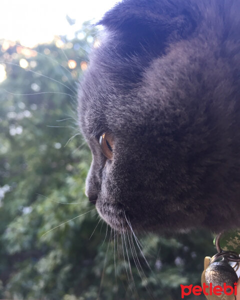 Scottish Fold, Kedi  Yoda fotoğrafı