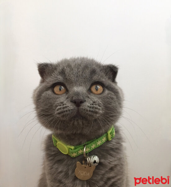 Scottish Fold, Kedi  Yoda fotoğrafı