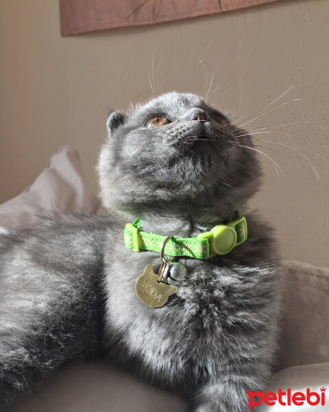 Scottish Fold, Kedi  Yoda fotoğrafı