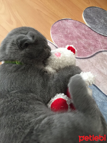 Scottish Fold, Kedi  Yoda fotoğrafı