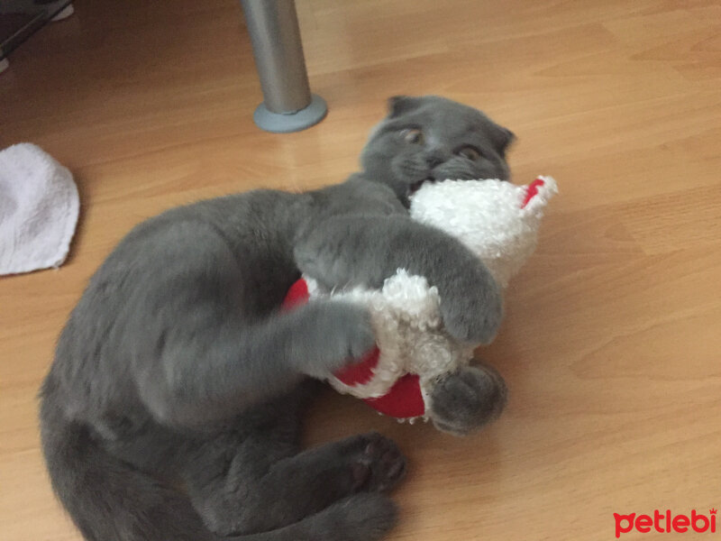 Scottish Fold, Kedi  Yoda fotoğrafı