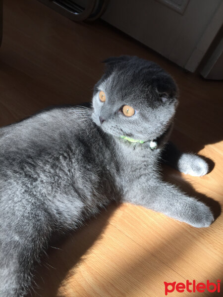 Scottish Fold, Kedi  Yoda fotoğrafı